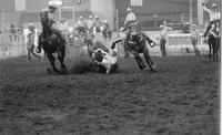 Jim Tapley Steer wrestling