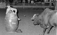 Unidentified Rodeo clown fighting Bull #44