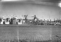 [Unidentified saddle bronc rider near chutes and fence