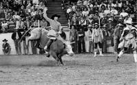 David Mason on Crown Royal