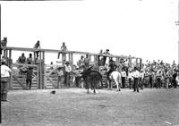 [Unidentified Hatless cowboy leaving off side of bronc and headed for the dirt in front of chutes]