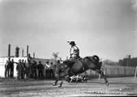 Tommie Wilson on "Snyder" Muskogee Rodeo