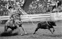 Shawn Hollenbeck Calf roping
