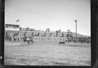 Basil Brown Calf Roping