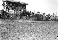 [Unidentified Cowboy riding bronc]