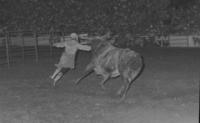 Rodeo clown Leon Coffee Bull fighting