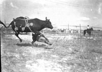 John Carlos in Wild Steer Riding, California Frank's Rodeo