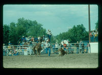 Unidentified Calf roper