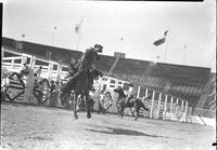 [Milt Moe riding and staying with his bronc "Fiddleface" in front of eleven chute structure]