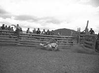 Elmer Fisher down on White Whirler, Irvin Ross Ranch