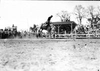 [Unidentified Hatless cowboy staying  with his mount as bronc goes airborne in front of stands]