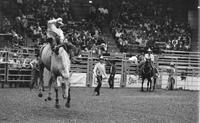 Denny Wingate on Whirlaway
