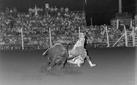 Unidentified Rodeo clowns Bull fighting