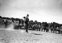 [Unidentified Cowboy attempting to stay on as bronc rears up on hind legs to standing position]