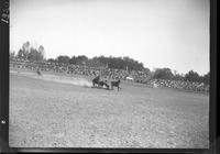 Arnie Will Steer Wrestling