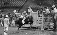 Paul Tierney Calf roping