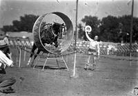 [Gene Autry sending Champion through the hoop at Cy Compton Rodeo]