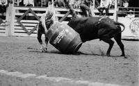 Rodeo clown Wick Peth Bull fighting