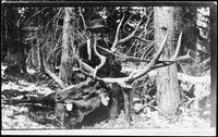 The elk was killed by me in the Shoshone Mountains near Cody, Wyo., Chas. Stoltenberg, 1919