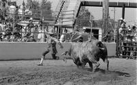 Rodeo clown Leon Coffee Bull fighting