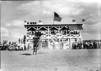 [Unidentified Cowboy riding bronc with chutes behind him]