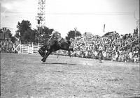 [Paul Gould rides and stays with his mount "My Pal" in front of stands]