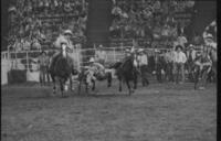 Paul Tierney Steer wrestling