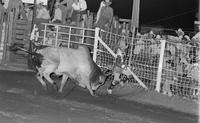 Rodeo clown David Burnham Bull fighting