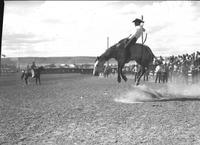 [Unidentified Cowboy riding and staying with his airborne bronc whose back is arched]