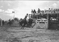 [Tad Lucas in wooly chaps riding bronc]