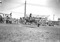 [Whilie Stewart riding airborne mount "Walter Winchell" with band in bleachers behind]