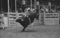 Denny Flynn on Bull #6