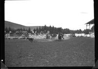 A.J. Pettigrew Calf Roping