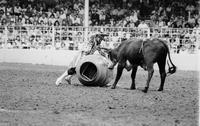 Rodeo clown Rick Chatman Bull fighting