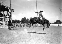 [Alice Greenough riding saddle bronc]