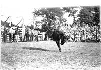 [Unidentified Cowgirl riding and staying with her ride in front of five-chute structure]