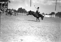 [Bart Clennon riding and staying with his hind leg kicking mount "Pico"]