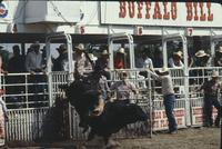 Jerry Beagley on Bull #41