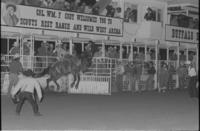 Butch Knowles re-ride opn unknown Bronc