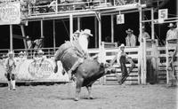 Bryan Riley on Bull #3