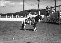 [Little girl sitting on saddled pony]