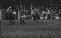 Jody Stamper Steer wrestling