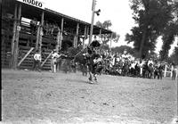 [Joe Campbell about to leave bronc head-first and hit the dirt]