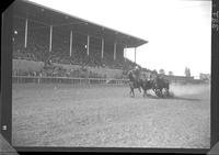 Clay Carr Steer Wrestling