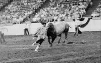 Rodeo clown Jim Bob Feller Bull fighting