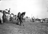 [Unidentified steer rider holding on for an encouraging crowd]