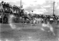 [Unidentified Cowboy riding and staying with Saddle Bronc with chutes to left, cowboys to right]