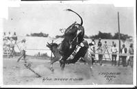 Wild Steer Riding, Fred Beebe Rodeo N.Y.