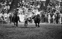 C.J. Urbanek Steer wrestling
