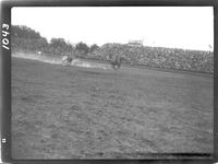 Billy Wilkinson Steer Roping